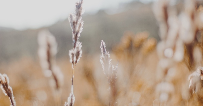 Psychotherapy/Counselling/Psychedelic Preparation & Integration